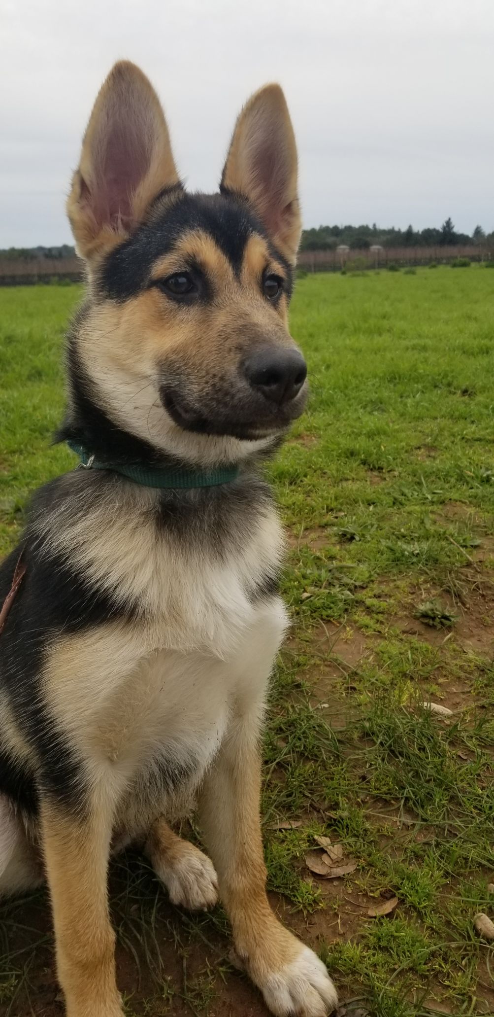 Zelda